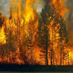 1200×627-forest-fires-mainly-caused-by-human-negligence-1562532072326